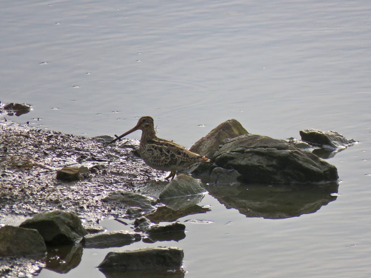 Latham's Snipe - ML194655771