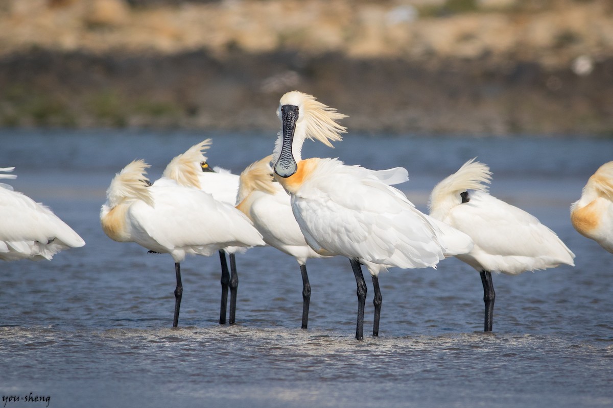 Black-faced Spoonbill - You-Sheng Lin