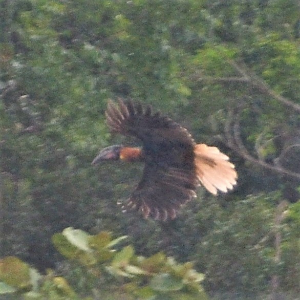 Rufous Hornbill (Northern) - ML194656241