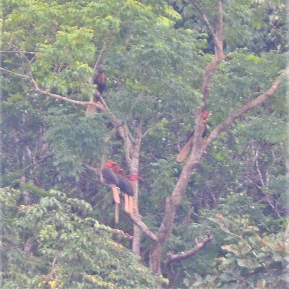 Rufous Hornbill (Northern) - ML194656251
