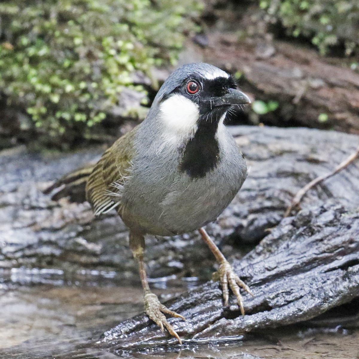 Black-throated Laughingthrush - Mark  Hogarth