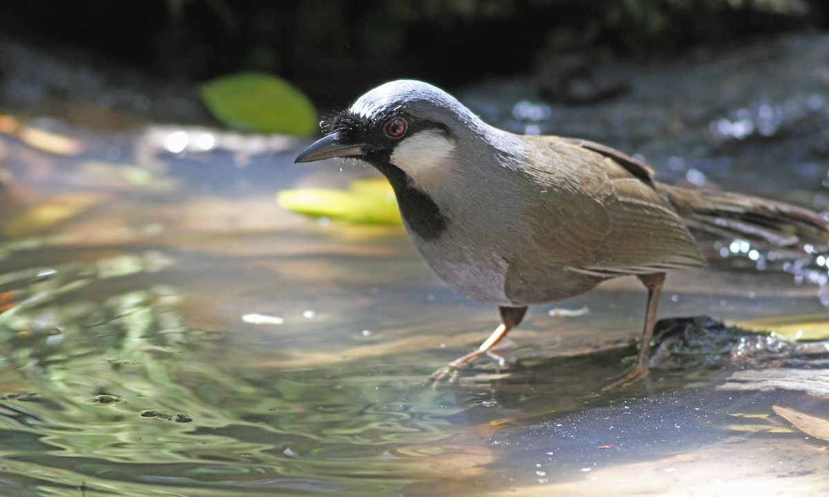 Black-throated Laughingthrush - Mark  Hogarth