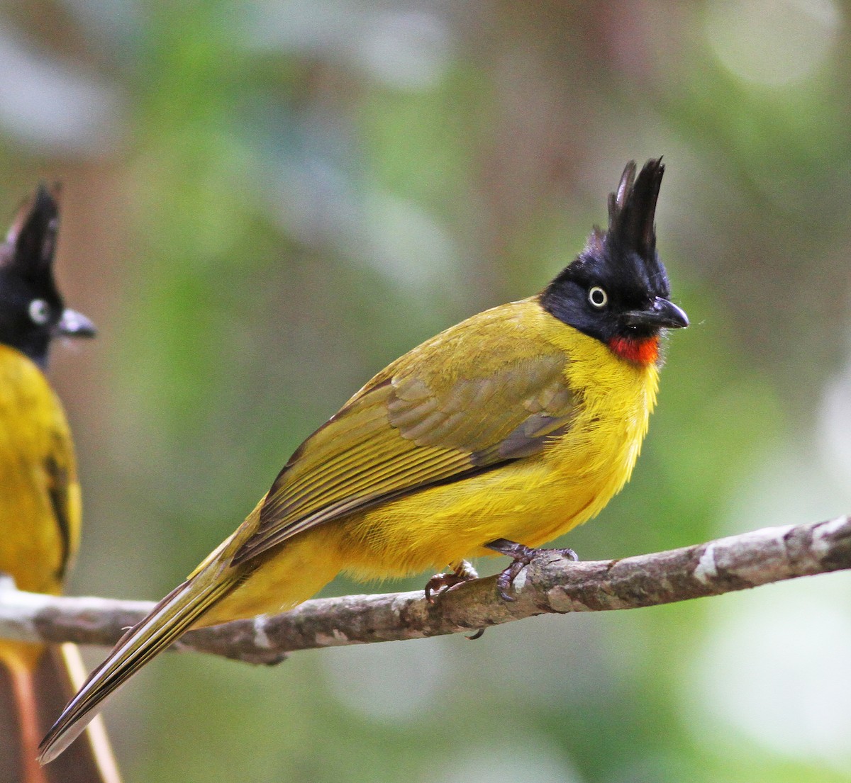 Black-crested Bulbul - ML194657451