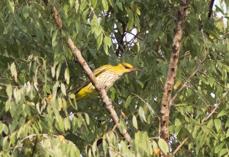 Slender-billed Oriole - ML194658801