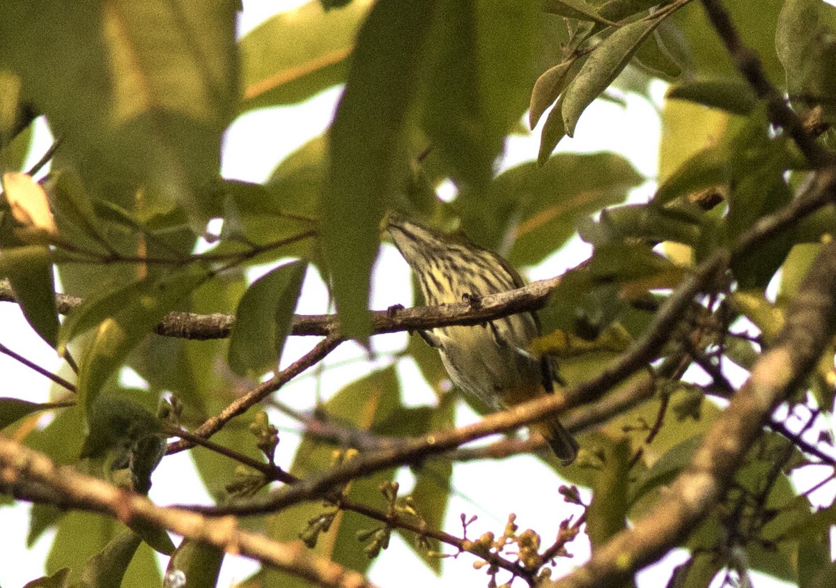 Yellow-vented Flowerpecker - Rofikul Islam