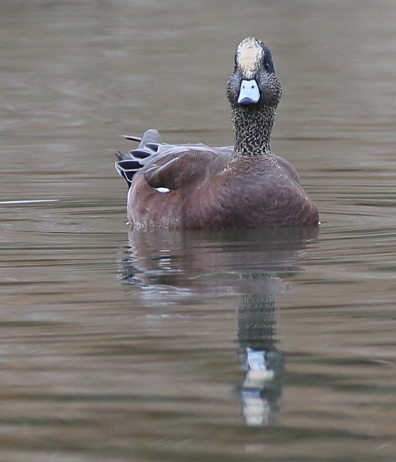 American Wigeon - ML194658901