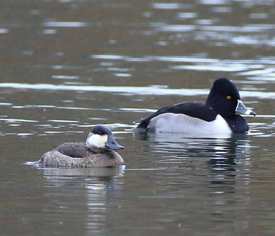 Ruddy Duck - ML194659031