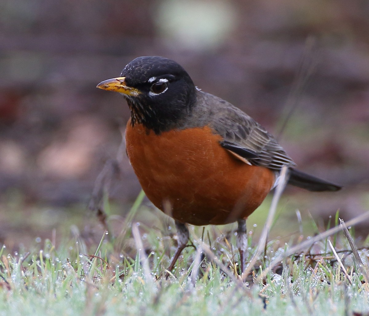 American Robin - ML194659381