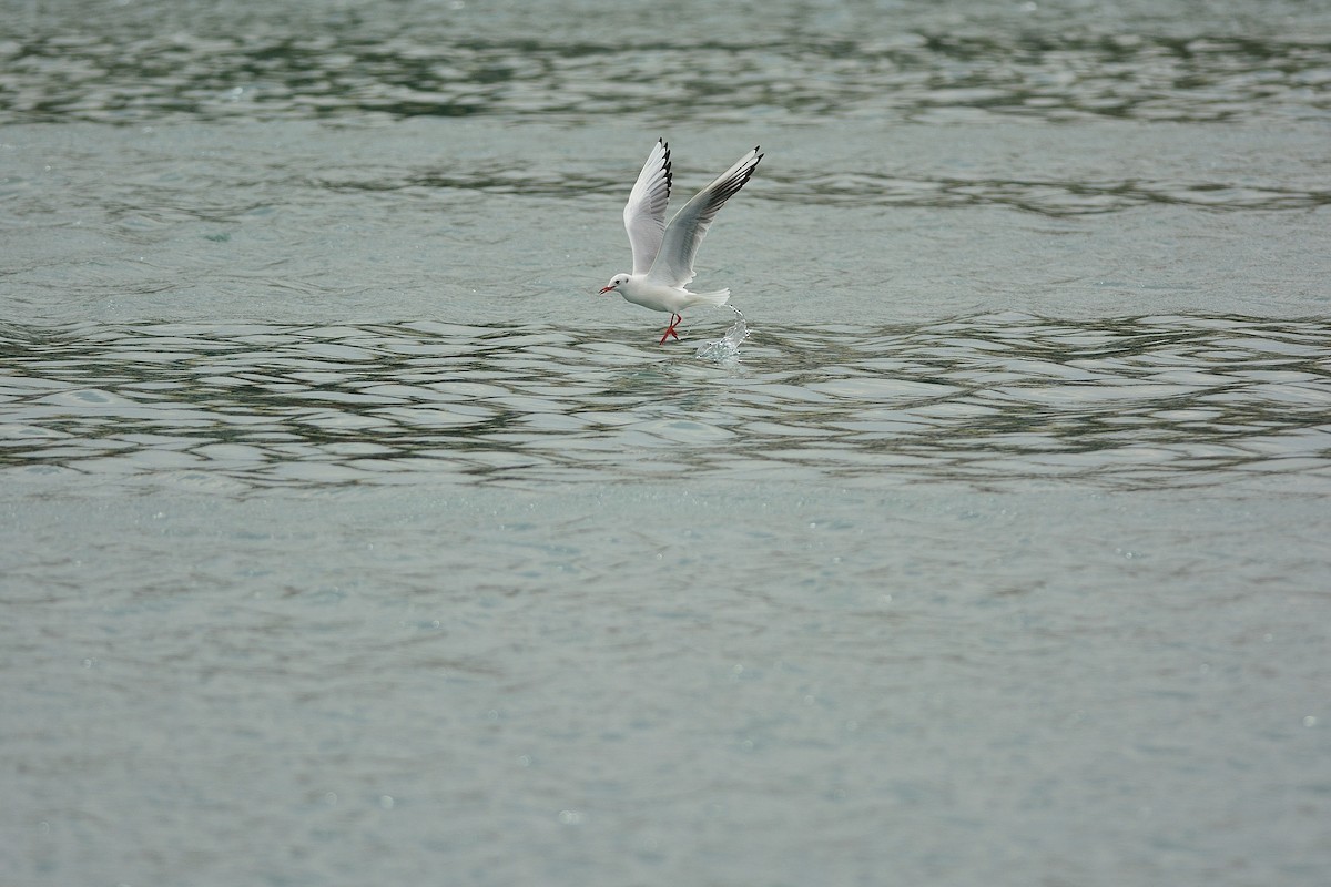 Black-headed Gull - Weber Tsai