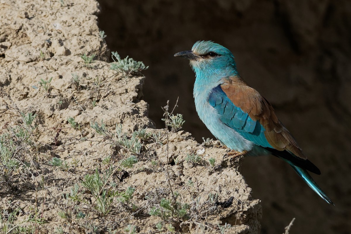 European Roller - Vincent Wang