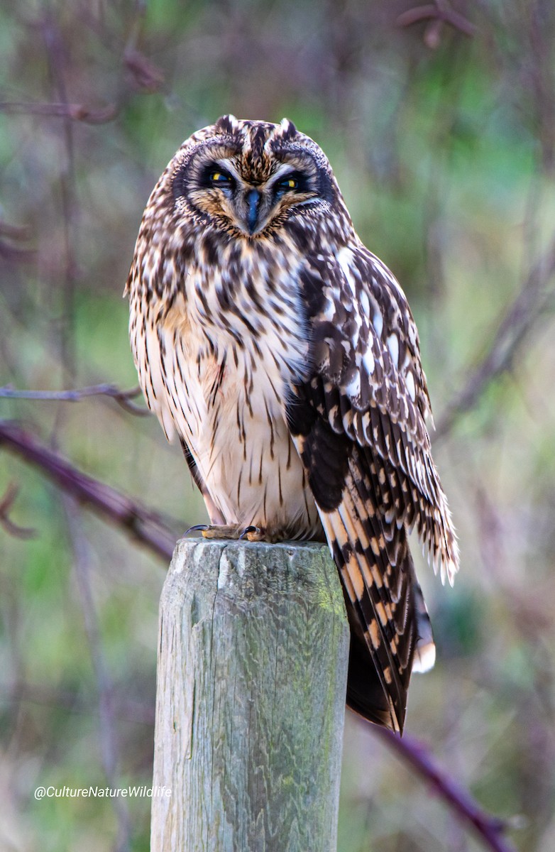 Short-eared Owl - ML194659831