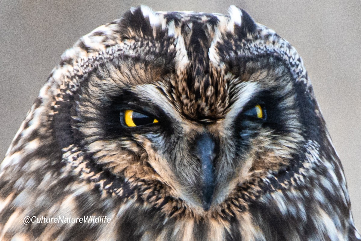 Short-eared Owl - ML194659881