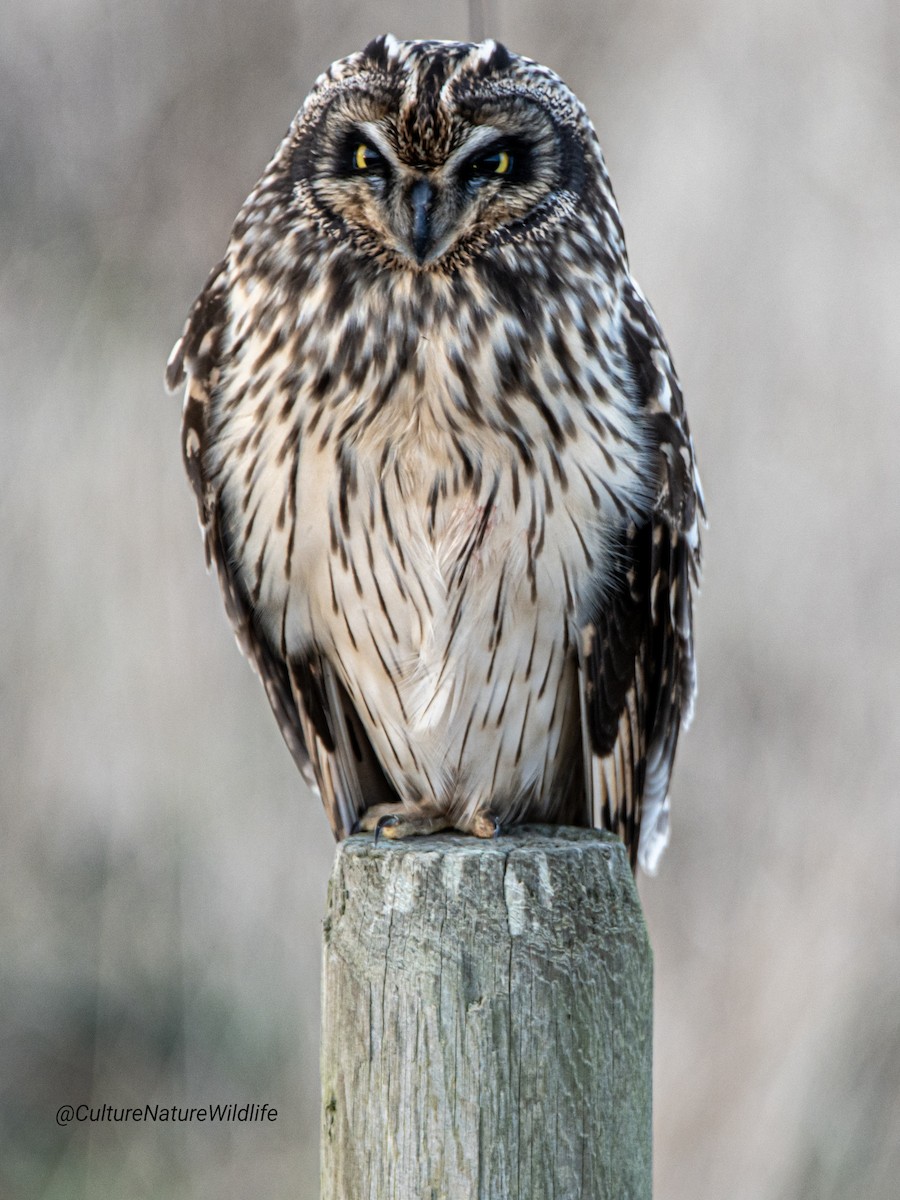 Short-eared Owl - ML194659921
