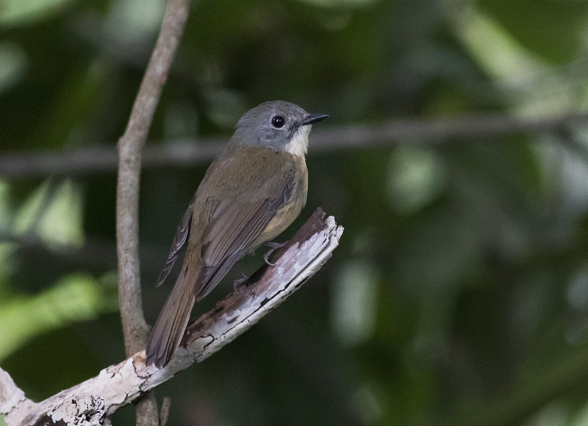 Pale-chinned Flycatcher - ML194661961