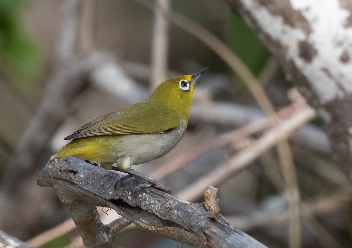 Ashy-bellied White-eye - ML194662581