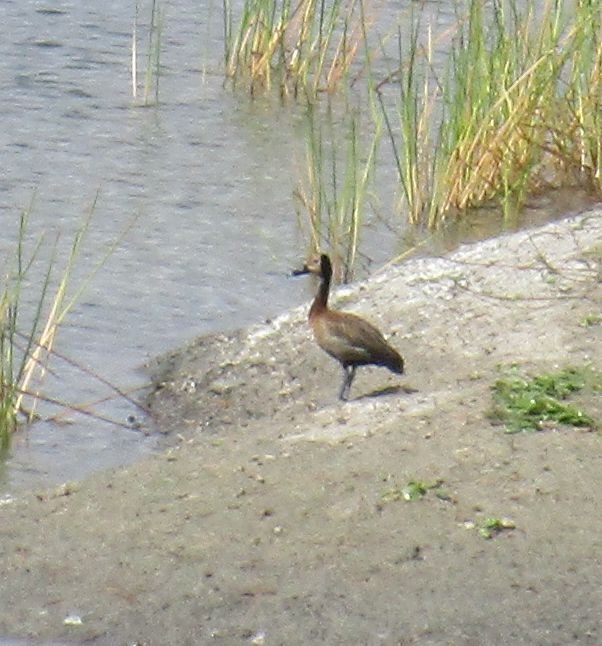 White-faced Whistling-Duck - Charles Avenengo