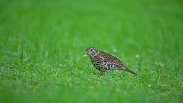 Bassian Thrush - ML194663851