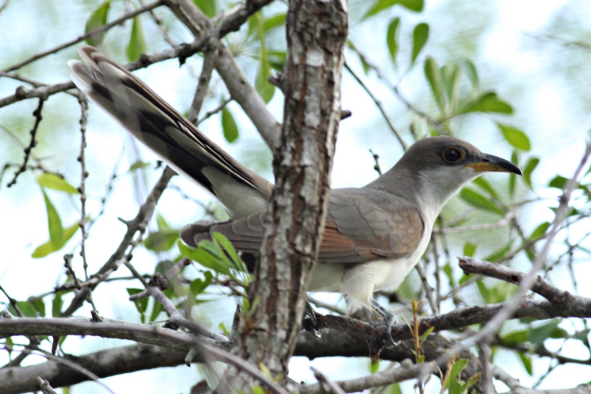 Yellow-billed Cuckoo - Ginger Spinelli