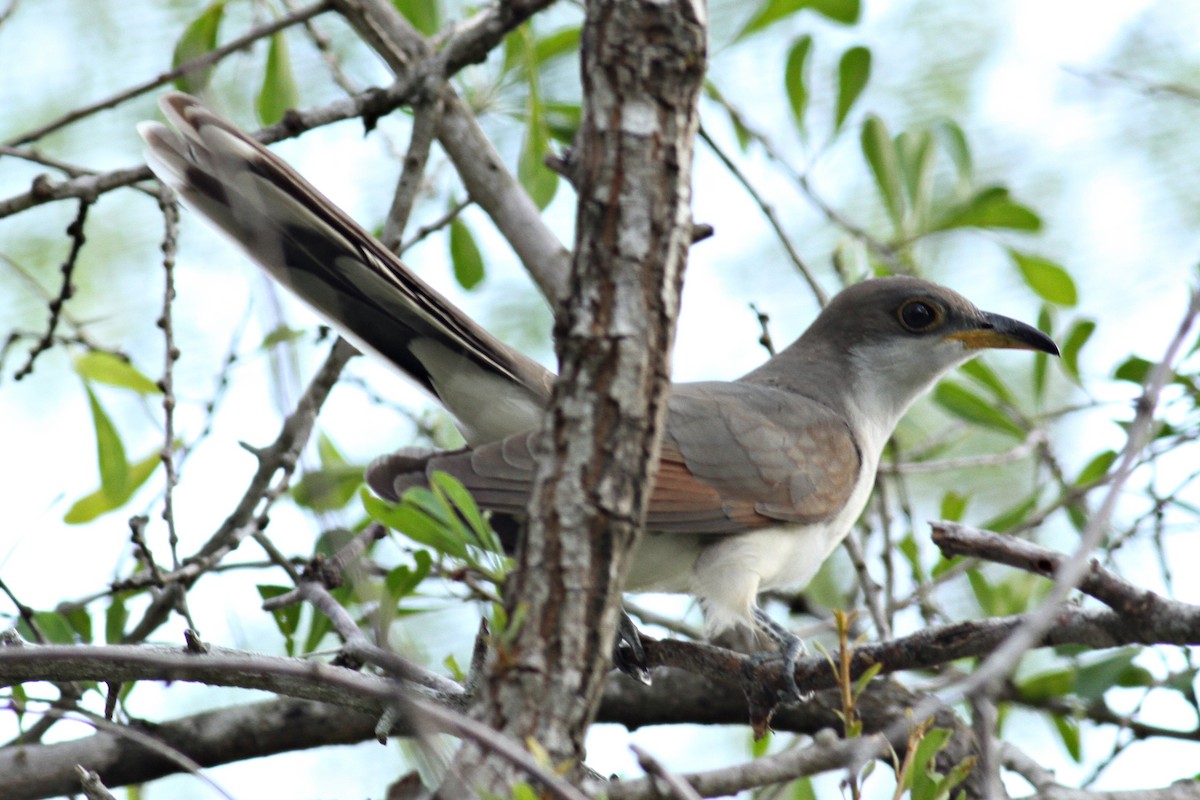 Yellow-billed Cuckoo - ML194663901