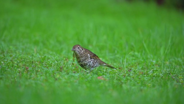 Bassian Thrush - ML194663931