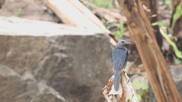Red-winged Starling - ML194664611