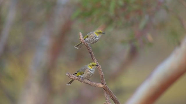 Yellow-plumed Honeyeater - ML194665051