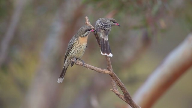 Spiny-cheeked Honeyeater - ML194665131