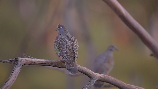 Австралийский бронзовокрыл - ML194665831
