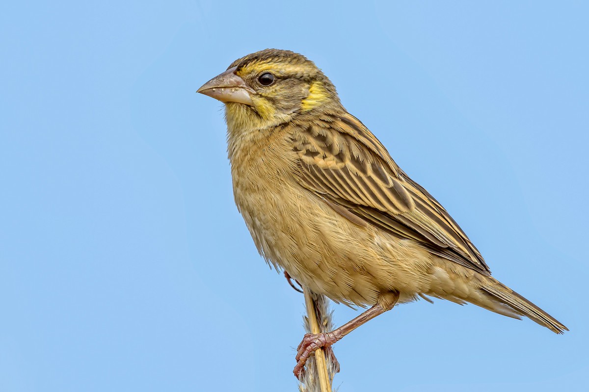 Black-breasted Weaver - Nitin Chandra