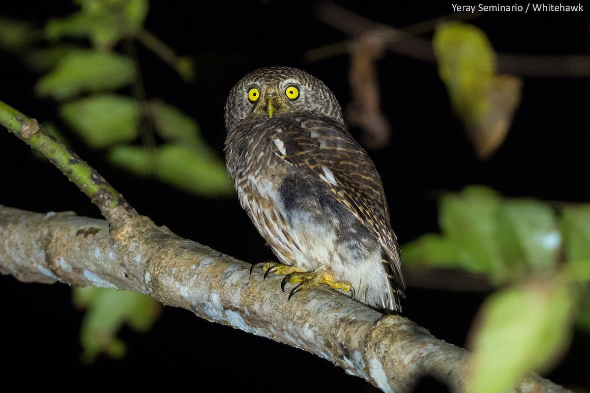 Asian Barred Owlet - ML194666291