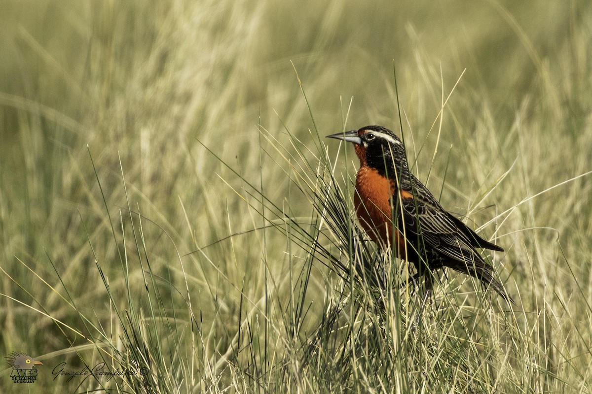 Pampas Meadowlark - ML194667271