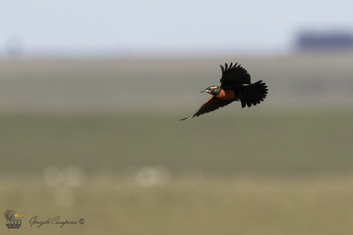 Pampas Meadowlark - ML194667281