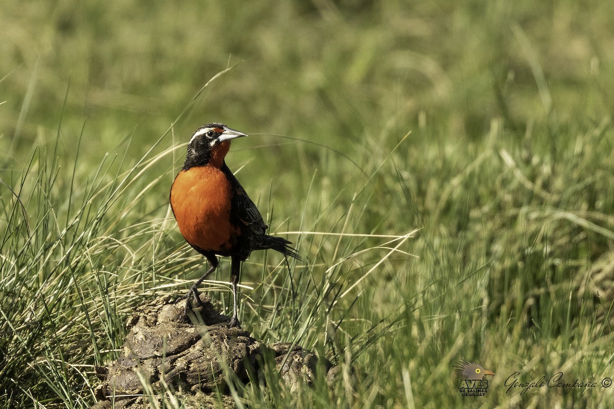 Pampas Meadowlark - ML194667301