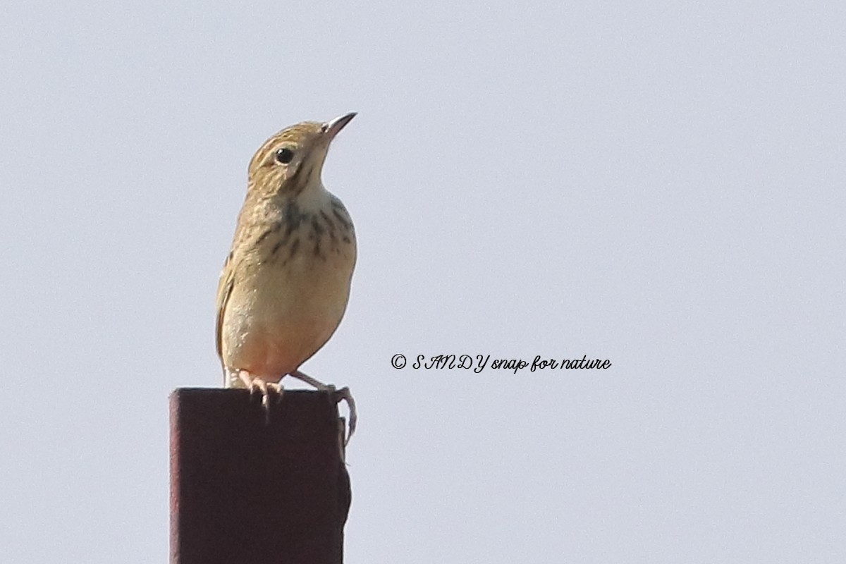 Paddyfield Pipit - ML194668561