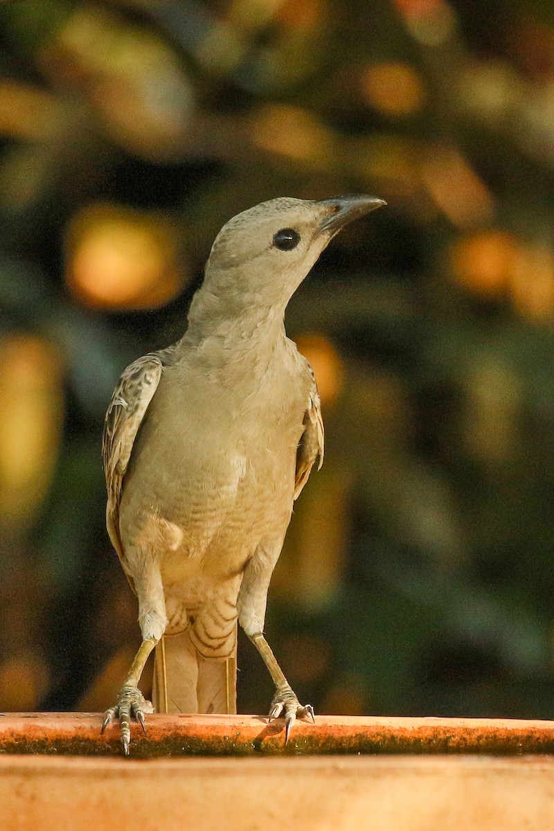 Great Bowerbird - Janis Otto