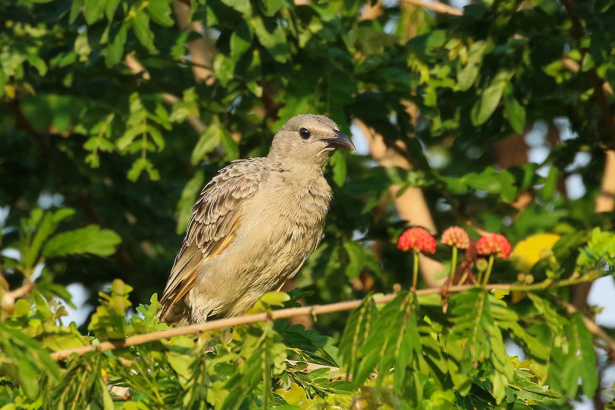 Great Bowerbird - Janis Otto