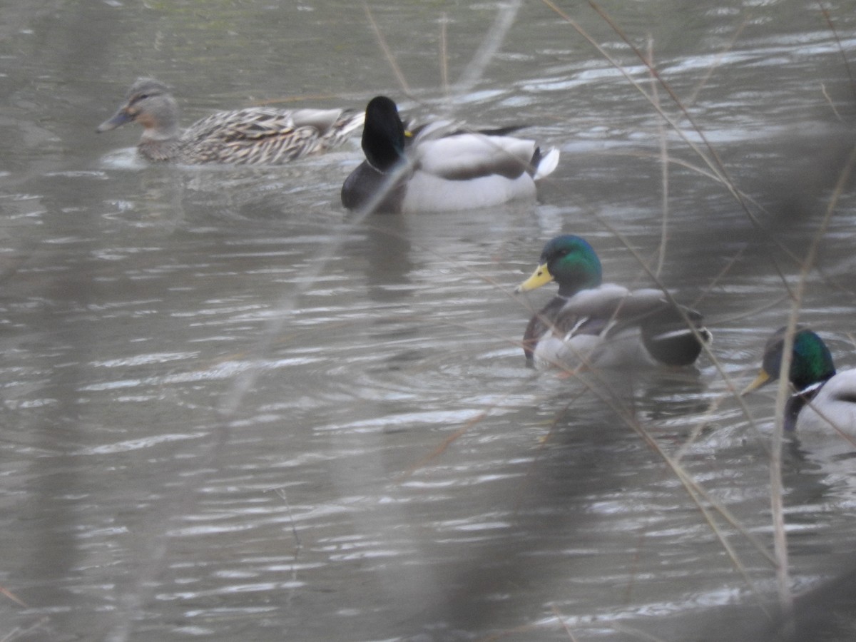 Mallard - ML194669651