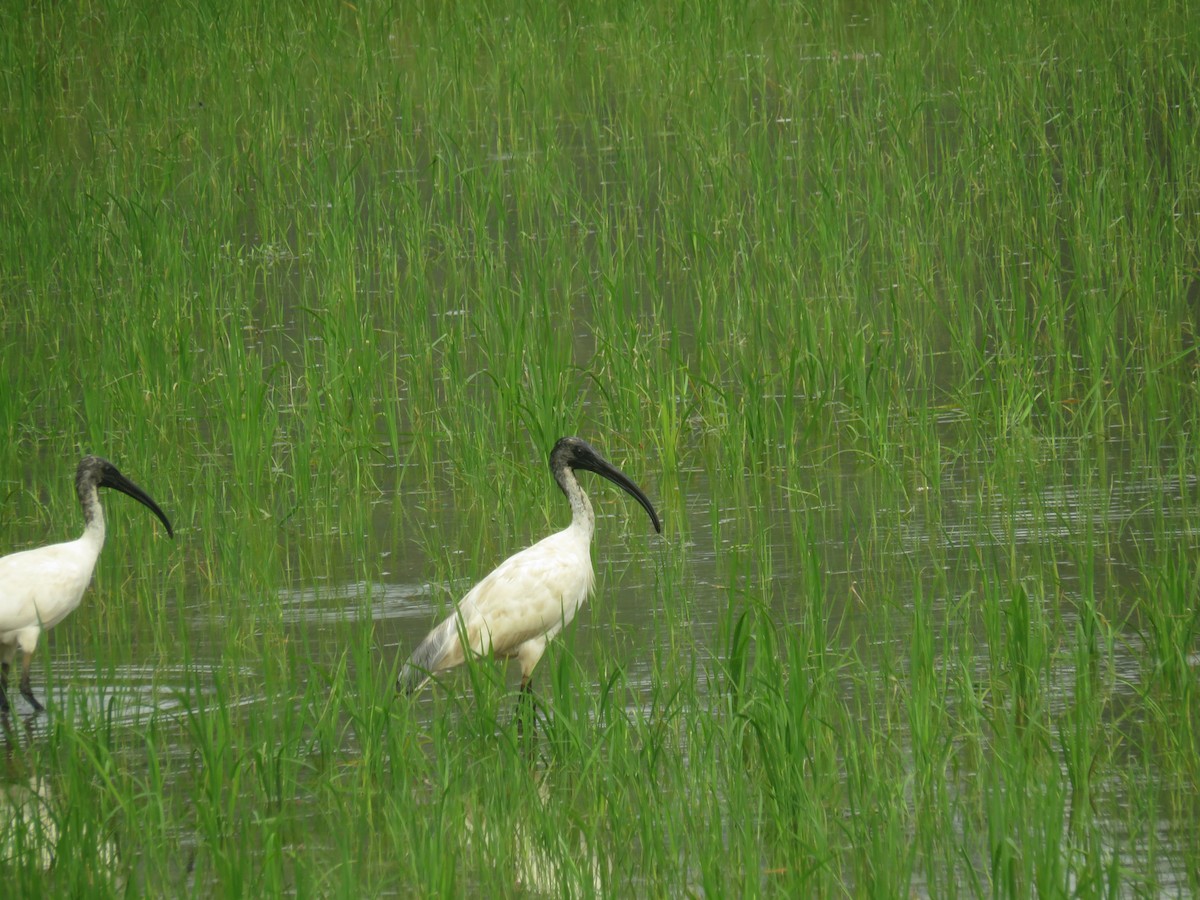 ibis černohlavý - ML194670701