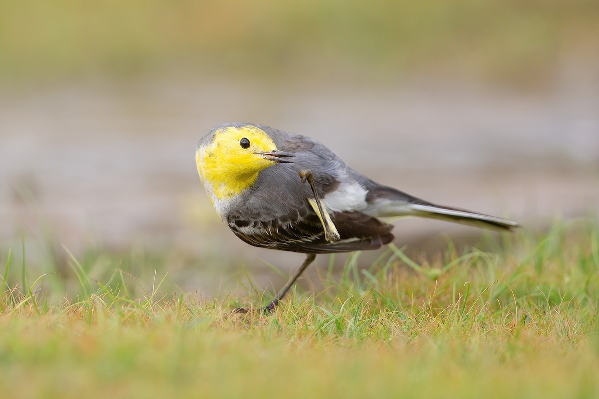 Citrine Wagtail - Chen Hai