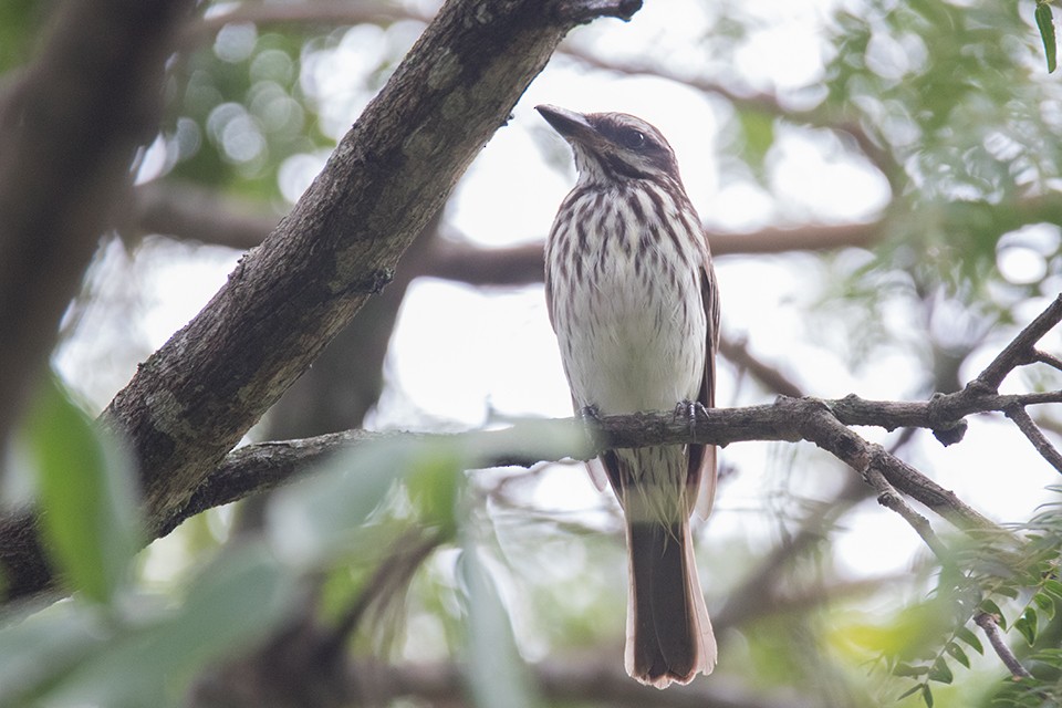 Streaked Flycatcher - Oscar Bordon