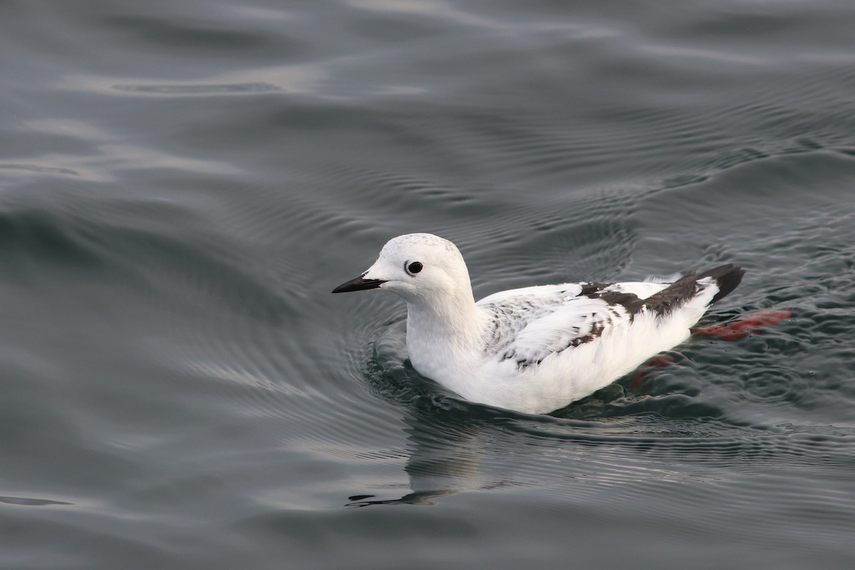 Black Guillemot (mandtii) - ML194674491