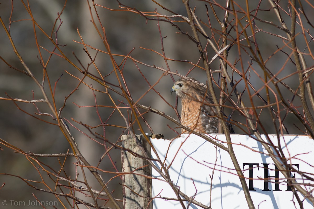 Red-shouldered Hawk - ML194675561