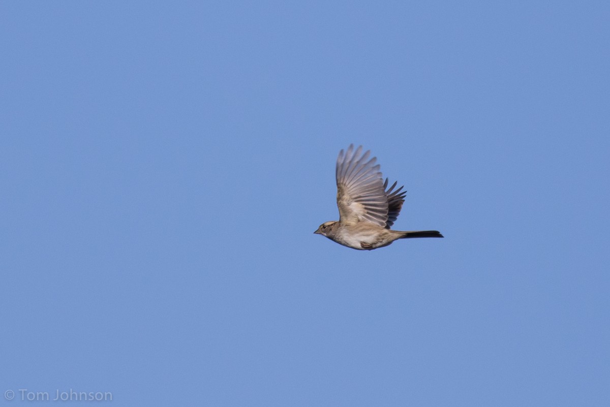 White-throated Sparrow - ML194675571