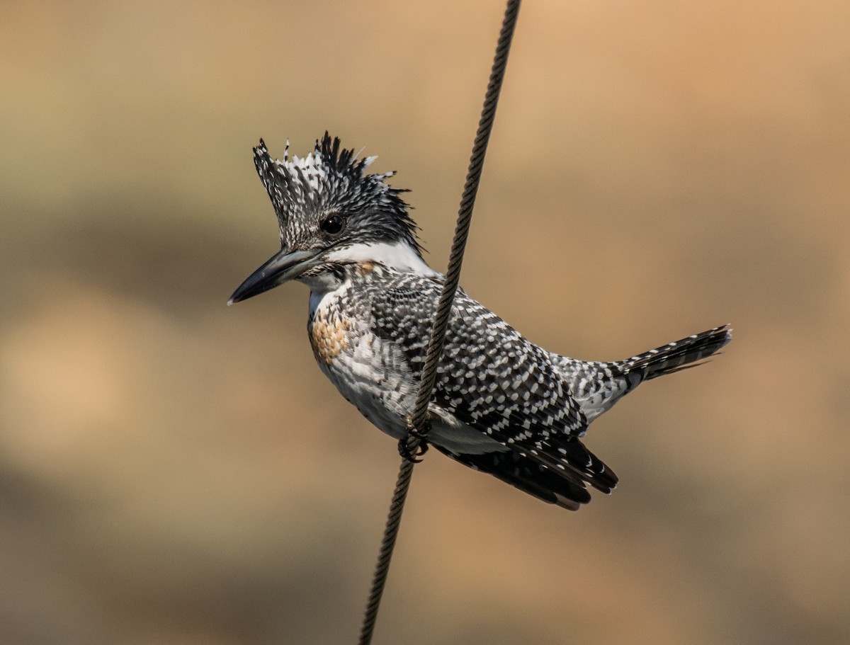 Crested Kingfisher - Dr. Pankaj Chibber
