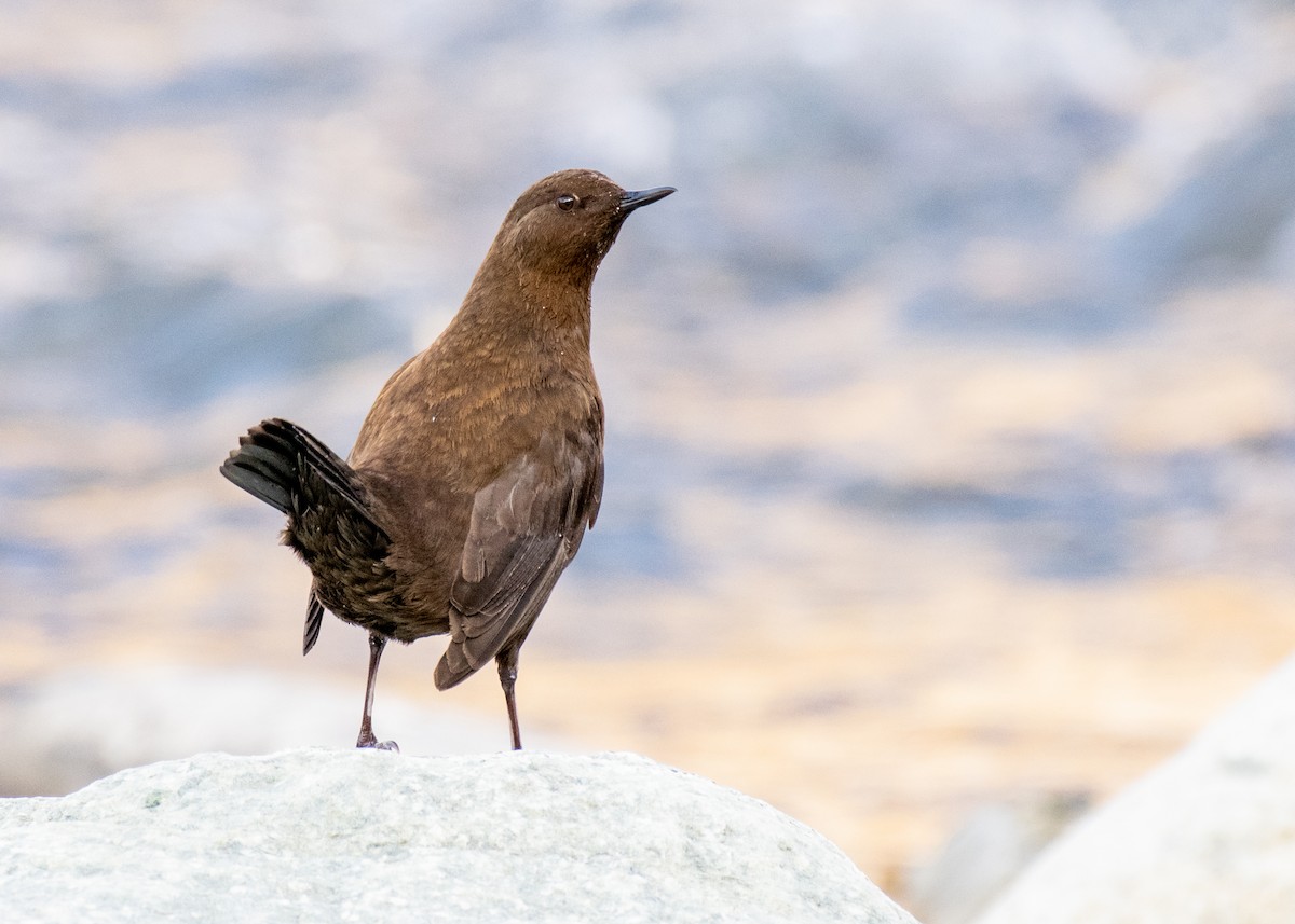 Brown Dipper - ML194677911