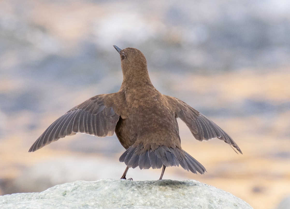 Brown Dipper - ML194677981