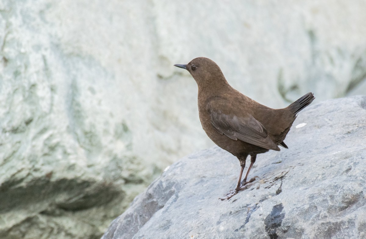 Brown Dipper - ML194678091