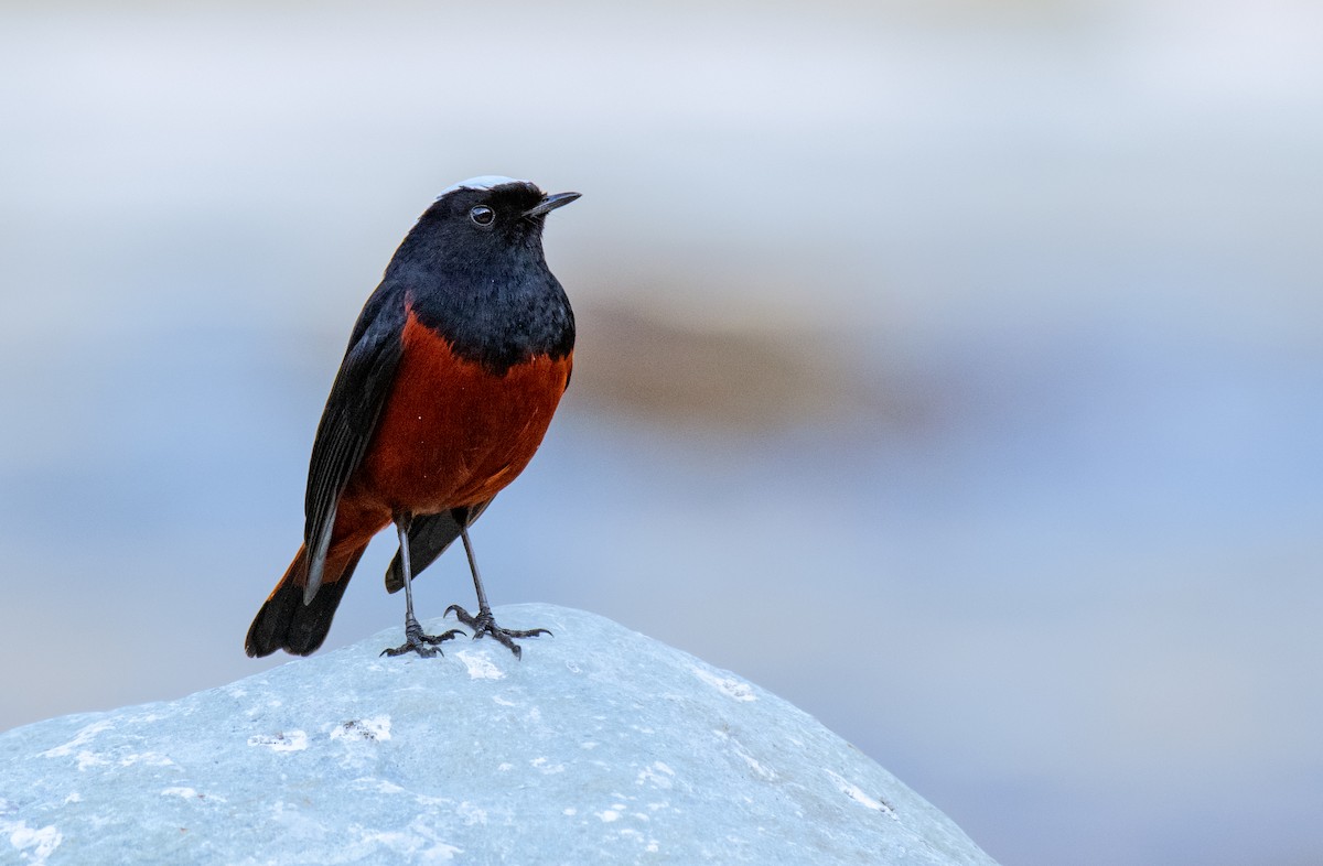 White-capped Redstart - Dr. Pankaj Chibber