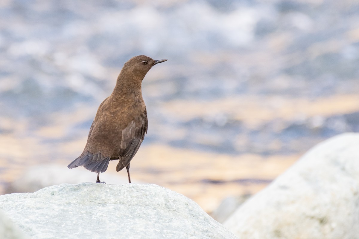 Brown Dipper - ML194678171