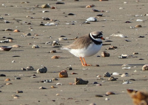 Common Ringed Plover - ML194678221